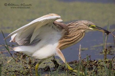 Sgarza ciuffetto (Ardeola ralloides)