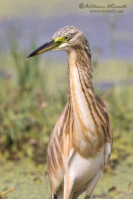 Sgarza ciuffetto (Ardeola ralloides)