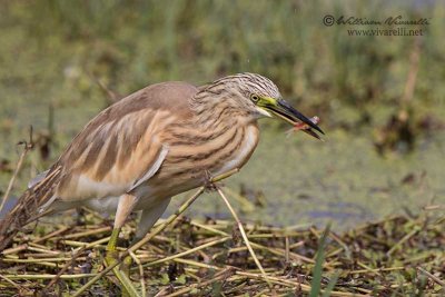 Sgarza ciuffetto (Ardeola ralloides)