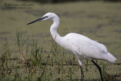 Garzetta (Egretta egretta)