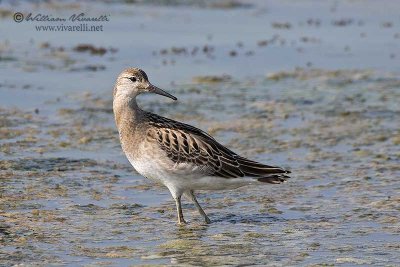 Combattente (Philomachus pugnax)