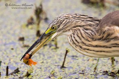 Sgarza ciuffetto (Ardeola ralloides)