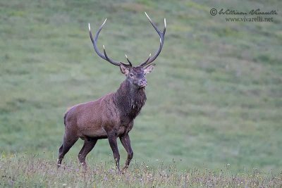 Cervo (Cervus elaphus)