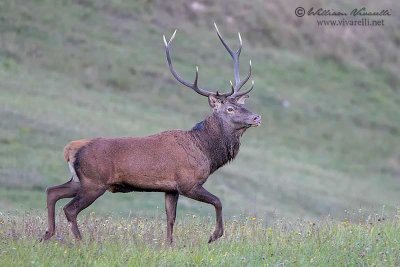 Cervo (Cervus elaphus)