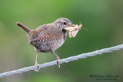 Scricciolo (Troglodytes troglodytes)