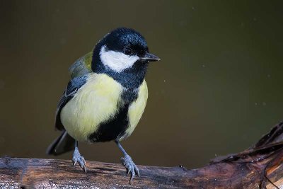 Cinciallegra (Parus major)