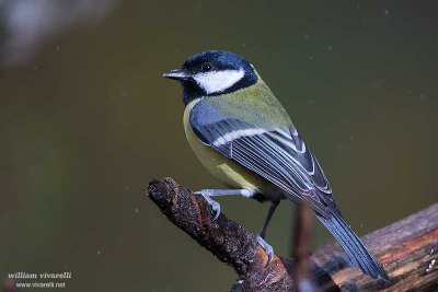 Cinciallegra (Parus major)