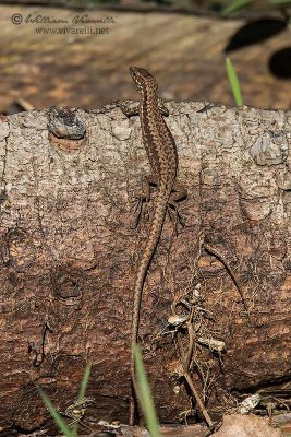 Lucertola muraiola (Podarcis muralis )