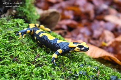 Salamandra pezzata