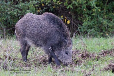 Cinghiale (Sus scrofa)