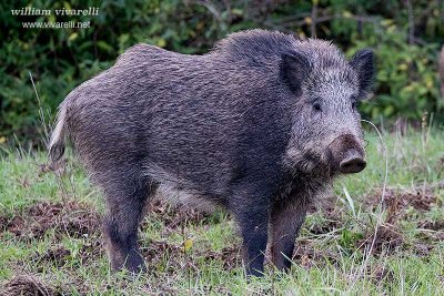 Cinghiale (Sus scrofa)