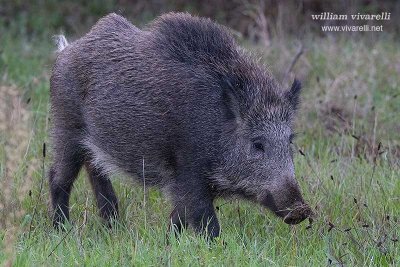 Cinghiale (Sus scrofa)