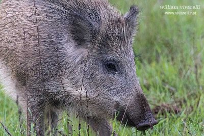 Cinghiale (Sus scrofa)