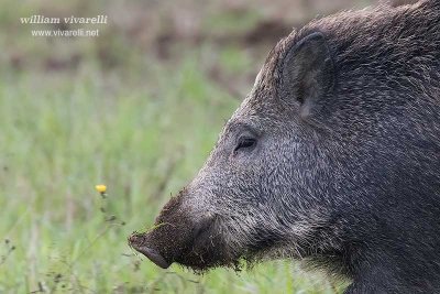 Cinghiale (Sus scrofa)