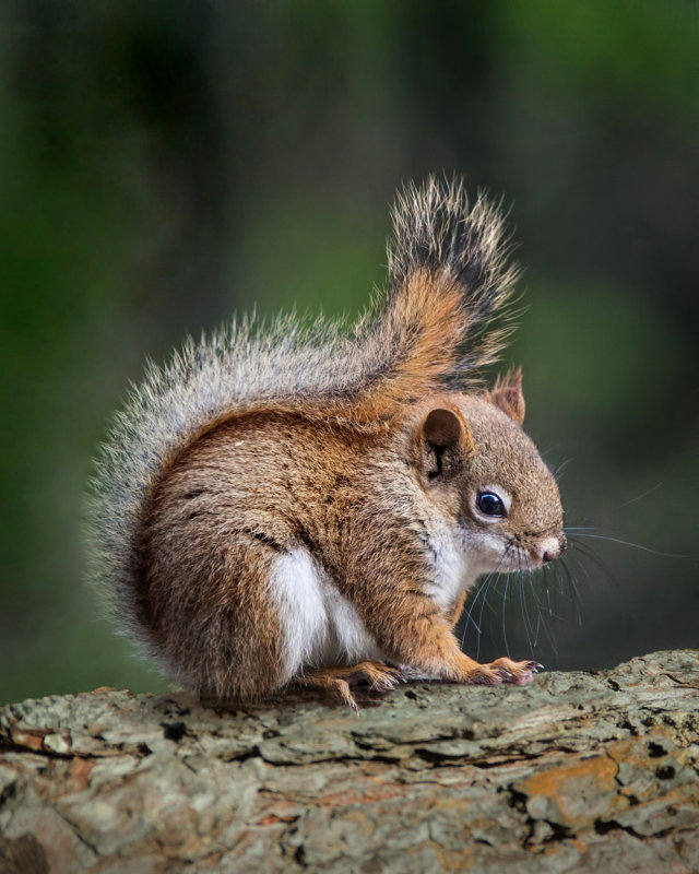 Baby Red Squirrel