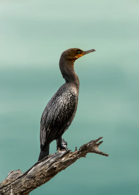 Cormorant