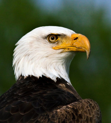 Bald Eagle