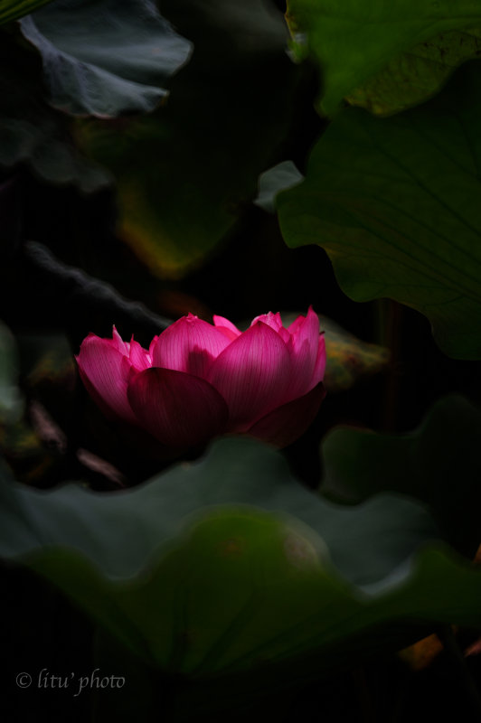 DSC_4695.jpg