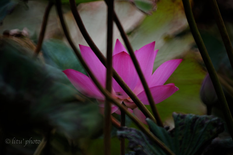 DSC_5599.jpg