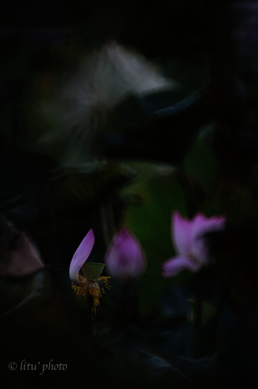 DSC_5706.jpg