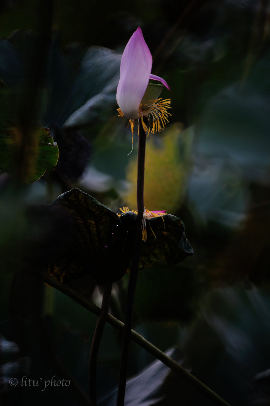 DSC_5714.jpg