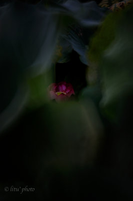 DSC_5031.jpg