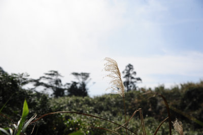 DSC_0743.jpg