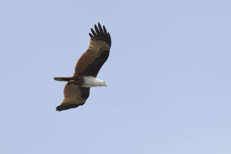 brahminy kite brahminy kite