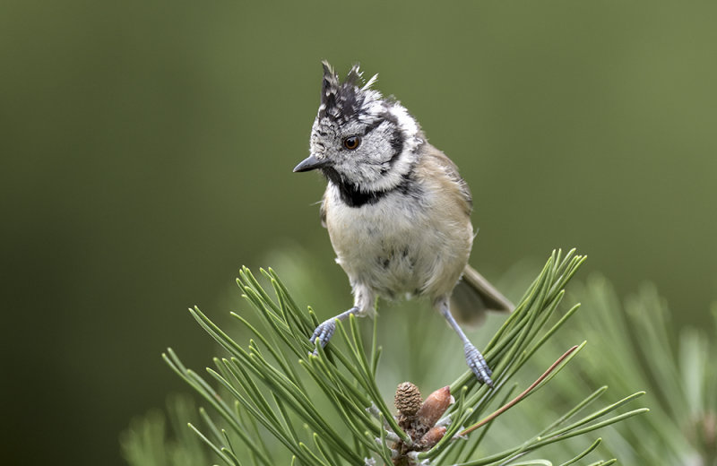 Crested Tit