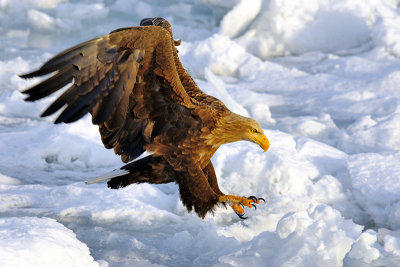 White-tailed Sea Eagle (early in the morning)