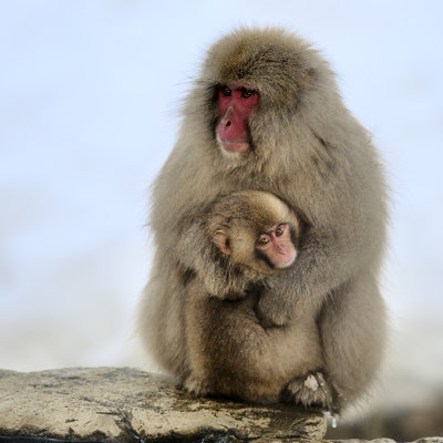Japanese macaque with baby