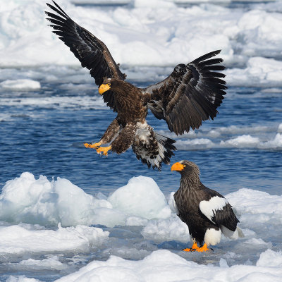 Steller's -and White-tailed Sea Eagle 