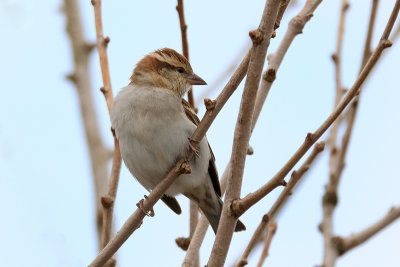 Russet Sparrow