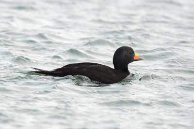 Black Scoter