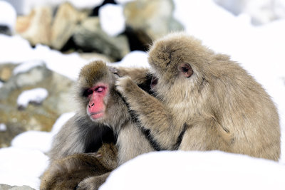 Japanese Macaque
