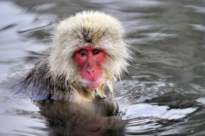 Japanese Macaque