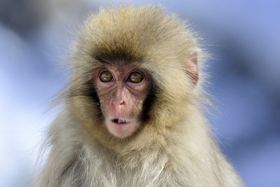 Japanese Macaque