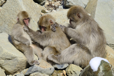 Japanese Macaque