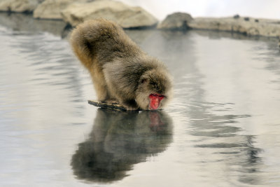 Japanese Macaque