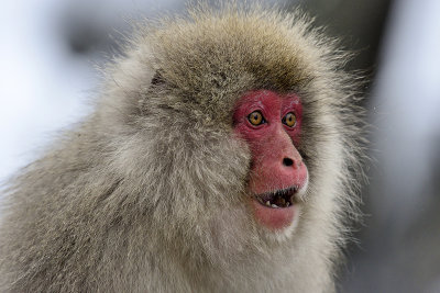 Japanese Macaque