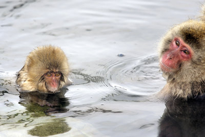 Japanese Macaque