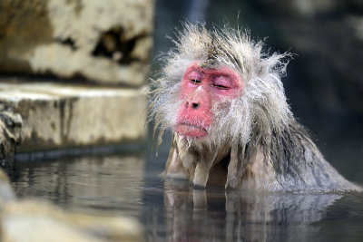 Japanese Macaque