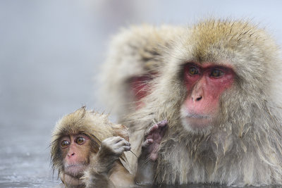 Japanese Macaque
