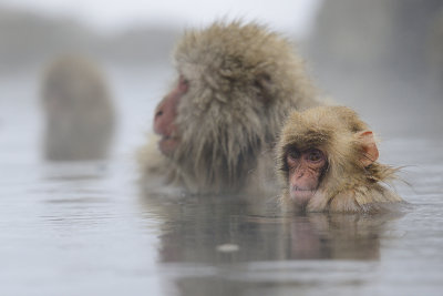 Japanese Macaque