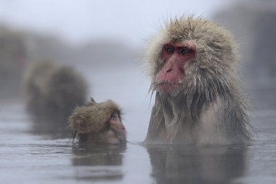 Japanese Macaque