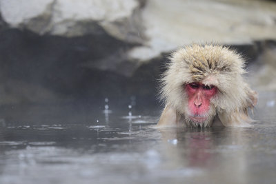 Japanese Macaque