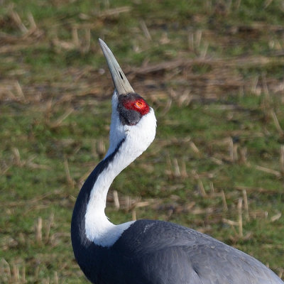 White-naped Crane