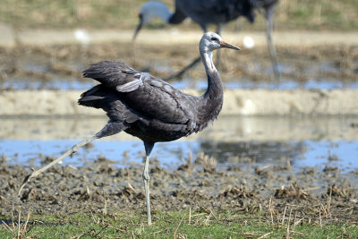 Hooded Crane - juvenile