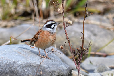 Meadow Bunting