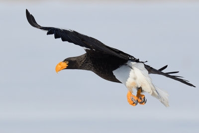 Stellers Sea-Eagle